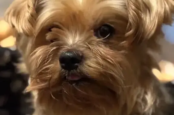 Пропала собака, Советская ул., Тауш