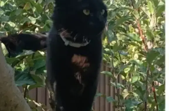 Потерянные животные Краснофлотский, фото: Пропала кошка, ул. С. Соболя, 17