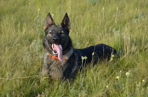 Пропала овчарка, Земнухова 18А, Воронеж