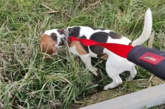 Найдена собака, Краснодар, фото: Найден бигль, КП Золотой город, Краснодар