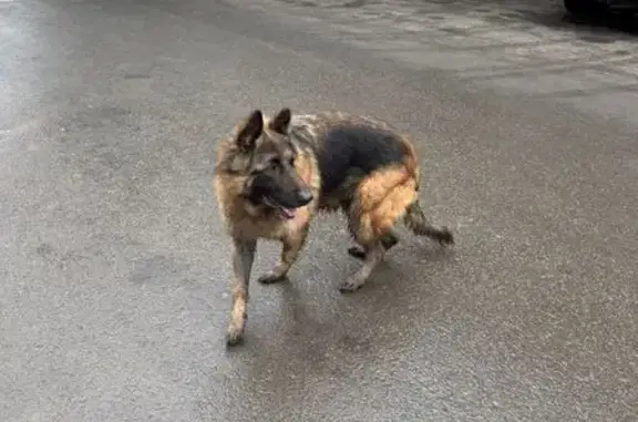 Собака найдена у METRO, пр. Ко...