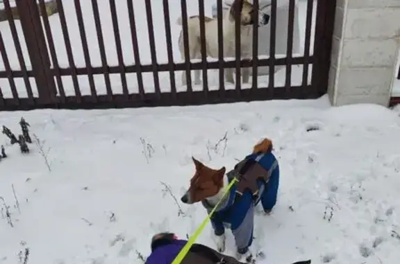 Пропала собака в Перевалово, Т...