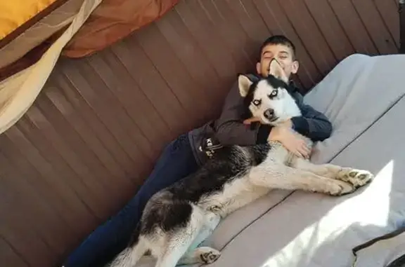 Пропала хаски, ул. Мира, 88, З...