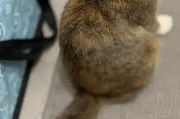 Найдена кошка, Белгород, фото: Кошка найдена, ул. Щорса, Белгород