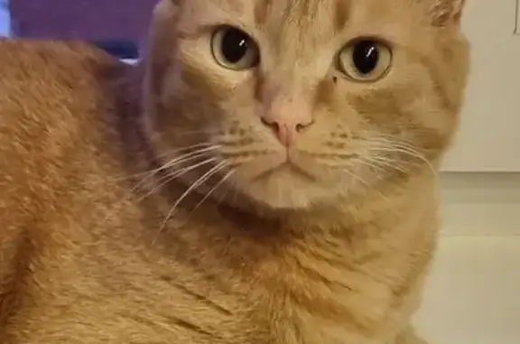 Пропал кот, Рудничный, Кемеровская обл.