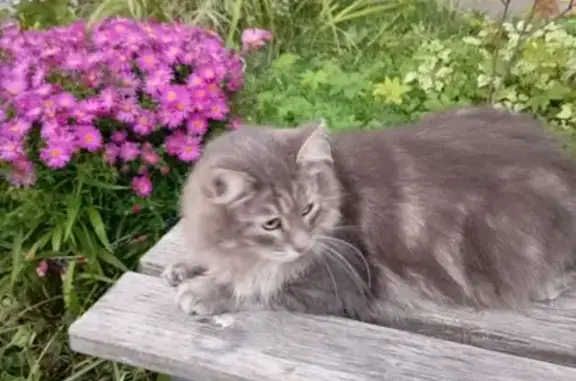 Пропала кошка, Северная ул. 32, Майский