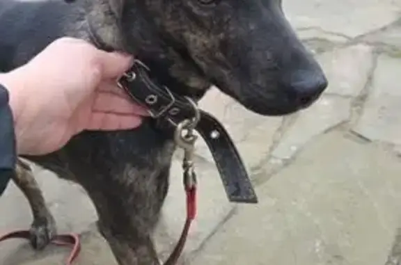 Найдена собака, Нижнее Велино, фото: Собака найдена: 57А, Нижнее Велино