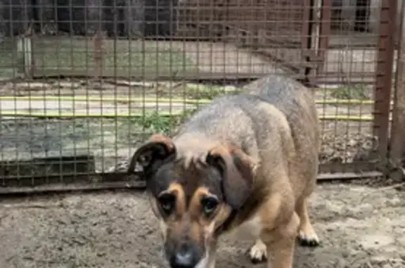 Пропала собака, ул. 40 лет Победы, 40