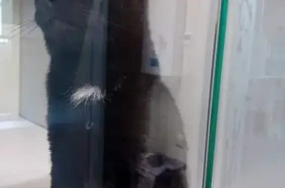 Кошки потеряшки, Москва, фото: Потеряшка черная кошка, Нагатинская наб. 18к1