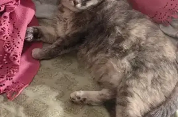 Пропала кошка на ул. Гагарина 55/2