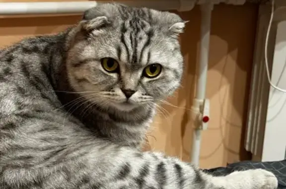 Пропал кот Томас, пр. Ленина, 73, Иваново