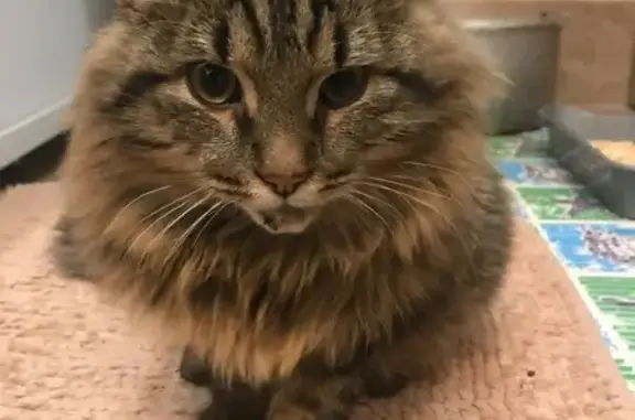 Найдена кошка, Орёл, фото: Кошка найдена: Комсомольская ул, 261А