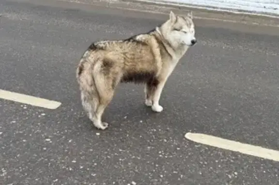 Хаски найдена у Экофермы, Ершо...