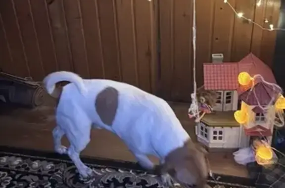 Пропала собака Джек Рассел, Ло...