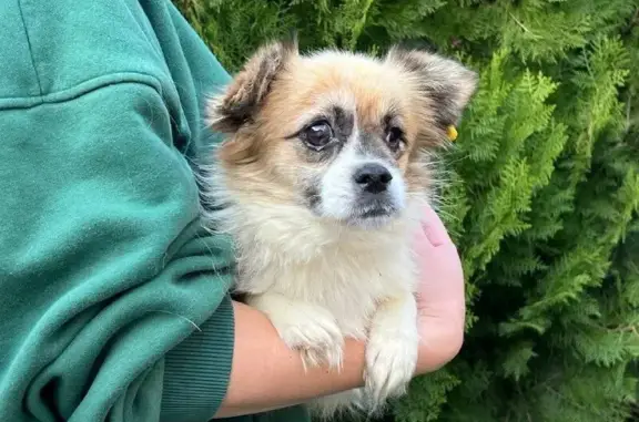 Пропала собака, Биржевая площадь, СПб