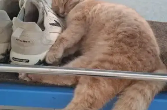 Объявления о пропавших и найденных животных, Волгоград, фото: Найдена кошка, пр. Металлургов 84А, Волгоград