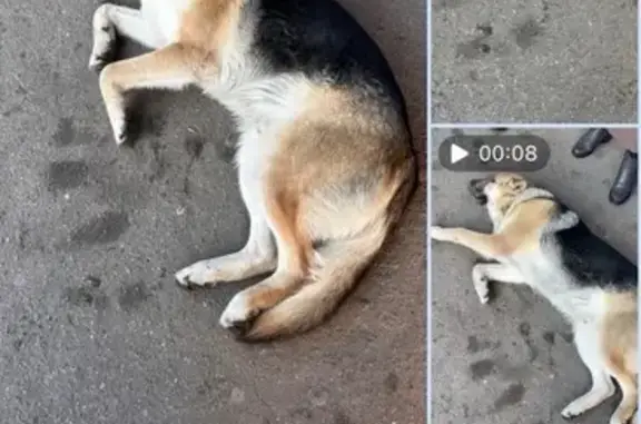 Собака найдена: Батальная 47,...