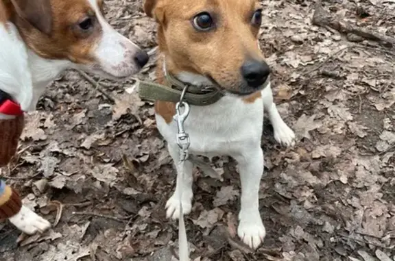 Найдена собака, Москва