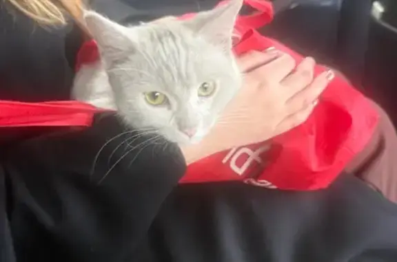 Объявления о пропавших и найденных животных, Ростов-на-Дону, фото: Кошка найдена у поликлиники, пр. 40 летия, 40