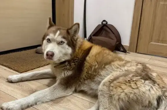 Найдена собака, Красноярск, фото: Хаски найдена на Березина 82, Красноярск