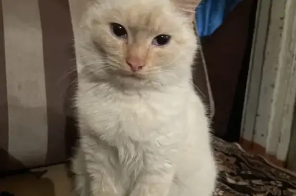 Найденные животные Баймак, фото: Кошка найдена: ул. Гагарина, Баймак