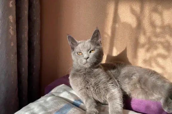 Пропала кошка, ул. Васильева 3, Ставрополь