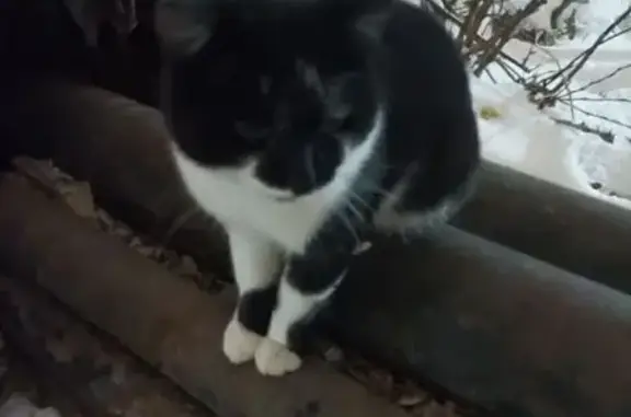 Найдена кошка, Курган, фото: Кошка найдена: Курган, ост. Пичугина