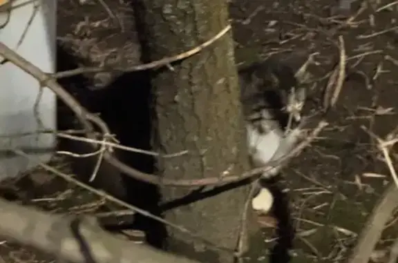 Объявления о пропавших и найденных животных, Мытищи, фото: Кошка найдена: ул. Семашко, 21, Мытищи