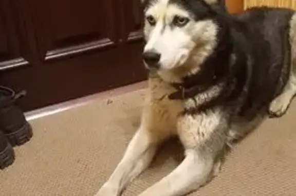 Найдена собака, Брянск, фото: Найдена хаски, ул. Куйбышева 12А, Брянск