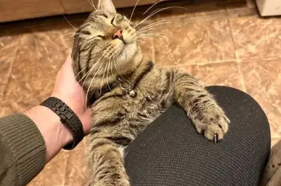 Объявления о пропавших и найденных животных, деревня Сенькино-Секерино, фото: Кошка найдена: Москва, 46Н-08885