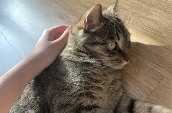 Объявления о пропавших и найденных животных, Петрозаводск, фото: Пропала кошка на Горной улице, Петрозаводск