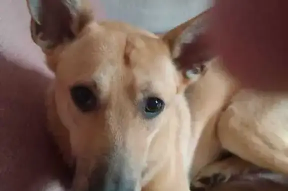 Пропала собака, ул. Б. Хмельницкого, 43