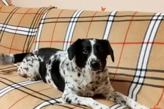 Пропала собака на ул. Рокоссовского, 8 к2