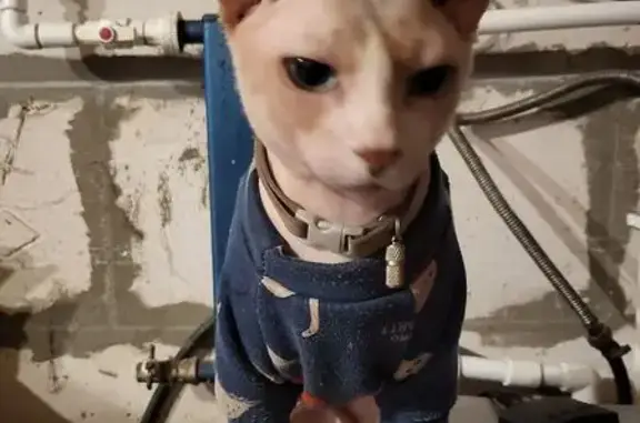 Пропала кошка на Будённого, Краснодар