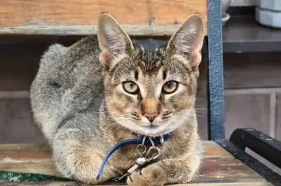 Кошки потеряшки, Крючково, фото: Потеряшка кошка, Крючково, 46Н-02873