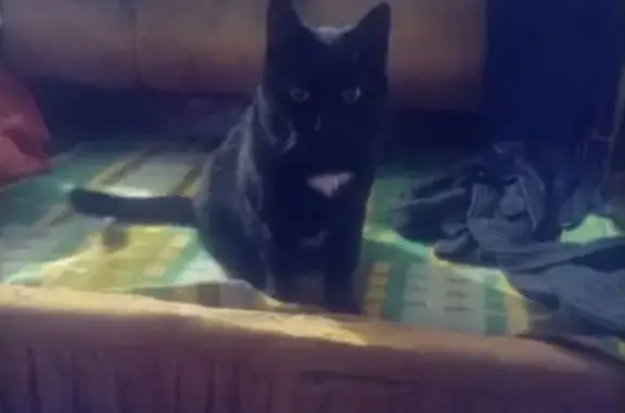 Найденные животные Снегири, фото: Кошка найдена: 1-й Железнодорожный, 11