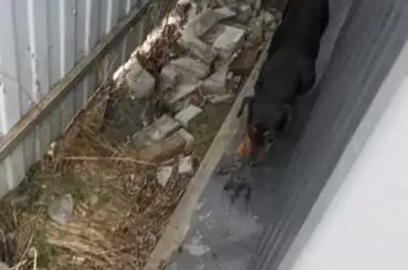 Найдена собака, Заокский, фото: Собака найдена в Заокском, Тульская область