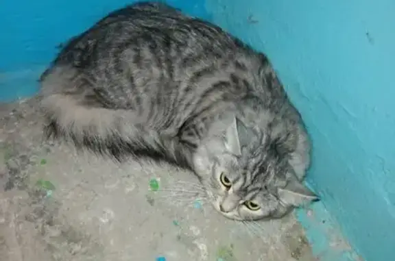Найдена кошка, Липецк, фото: Найдена серая кошка, ул. Гагарина, Липецк