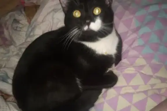 Найдена кошка у подъезда, Н. Вирты 126