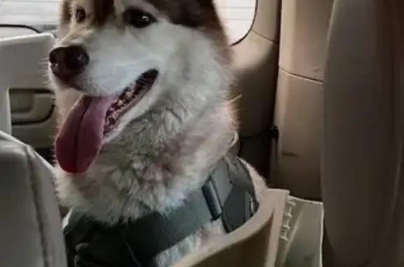 Пропала хаски, Мельничная 2Б, Томск