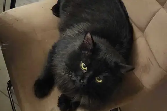 Кошки потеряшки, Новая Слобода, фото: Потеряшка кошка, Новая Слобода