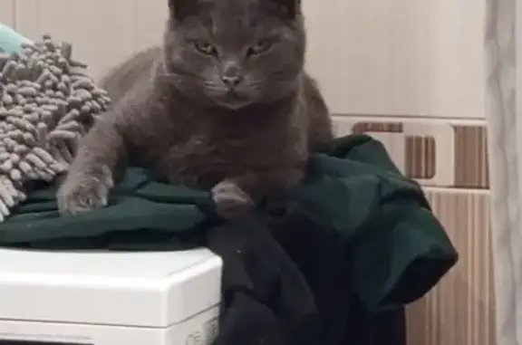 Объявления о пропавших и найденных животных, Кашира, фото: Пропала кошка, Кашира, МО