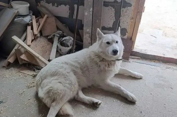 Собаки потеряшки, Холмы, фото: Потеряшка собака, Холмы