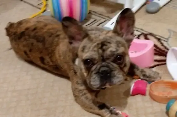 Найдена собака, Курск, фото: Найдена собака, ул. Парижской Коммуны, 28