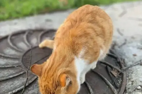 Найдена кошка, Калининград, фото: Кошка найдена: Озёрная ул., 12, Калининград