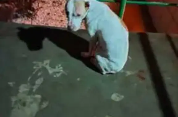 Найдена собака, Голубое, фото: Собака найдена: 46Н-11389, Голубое