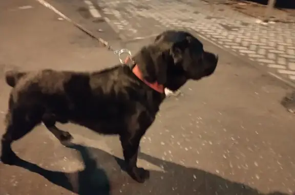 Найдена собака, Тверь, фото: Лабрадор найден на Оборонной, 4, Тверь