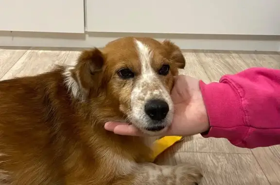 Объявления о пропавших и найденных животных, Пермь, фото: Найдена собака, ул. Барбюса 43 к3, Пермь