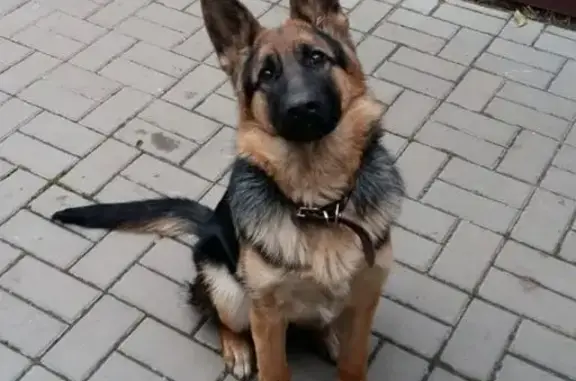 Пропала овчарка, Немировича-Данченко 24