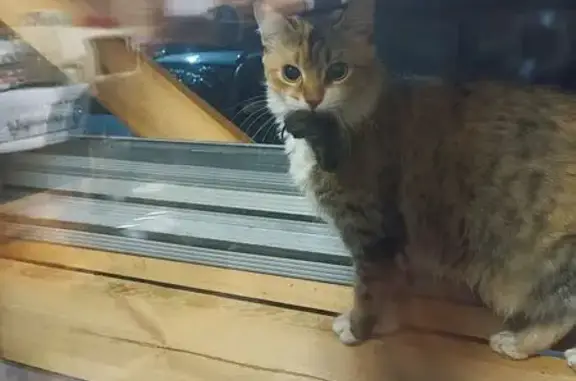 Объявления о пропавших и найденных животных, Нижневартовск, фото: Пропала кошка, ул. Мира, 40А, Нижневартовск